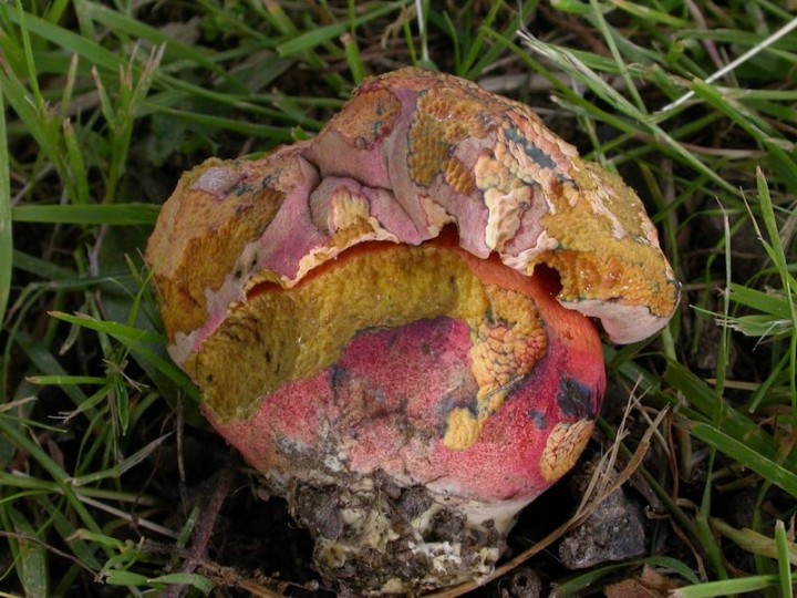 Boletus legaliae.jpg