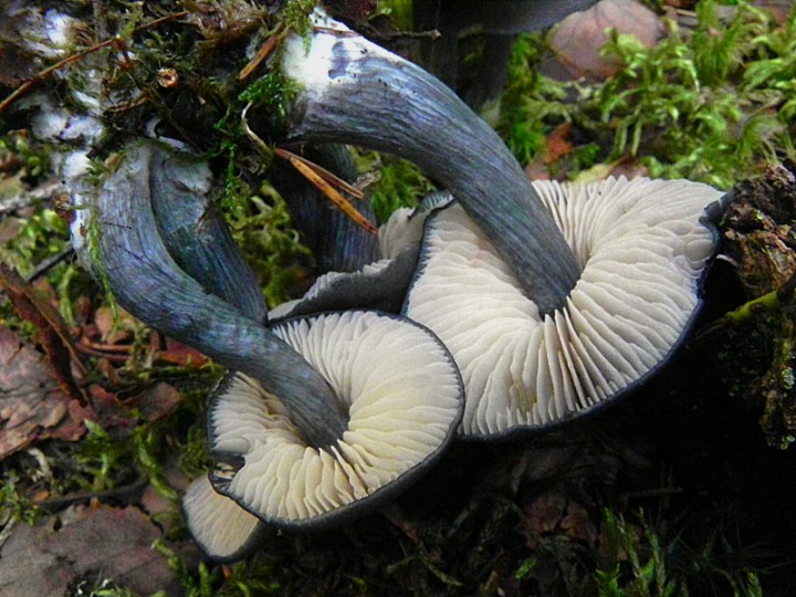 DSCN9549b.JPG