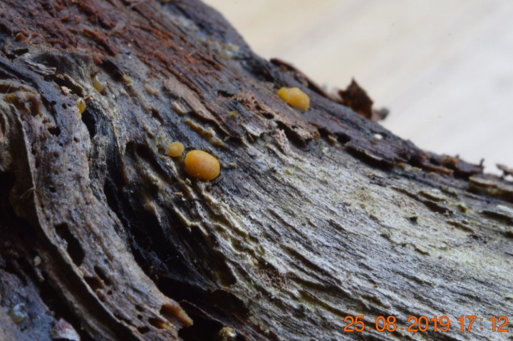 DSC_0758_01.JPG