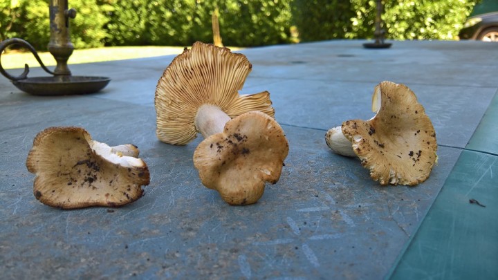 WP_20190826_12_18_40_Pro.jpg