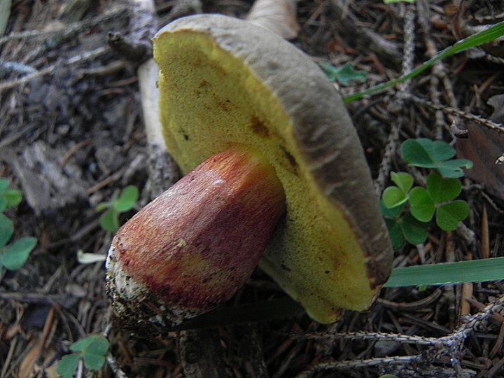 DSCN9581b.JPG