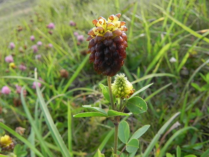 DSCN9616b.JPG