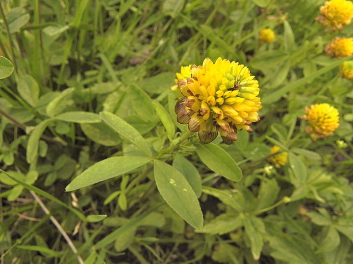 DSCN5215b.JPG