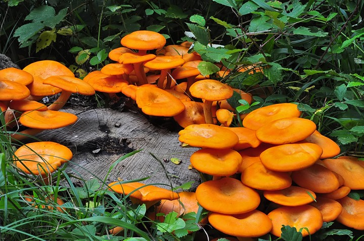 Omphalotus_illudens_1.jpg