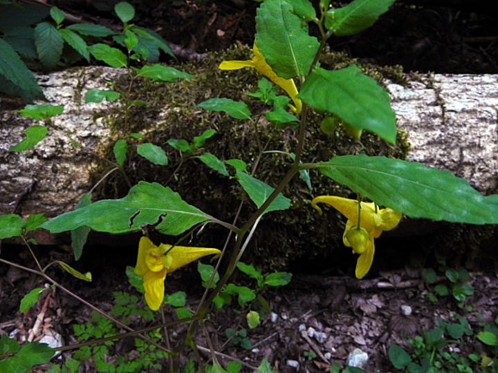 DSCN9470b.JPG