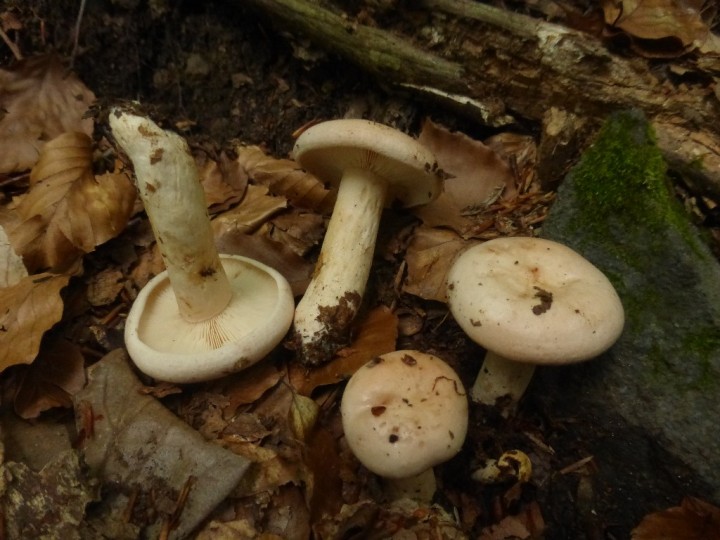 P1300099.JPG