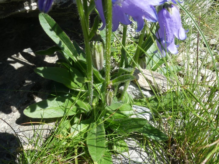 CimeJasse_2019-08-25_003_DR.JPG
