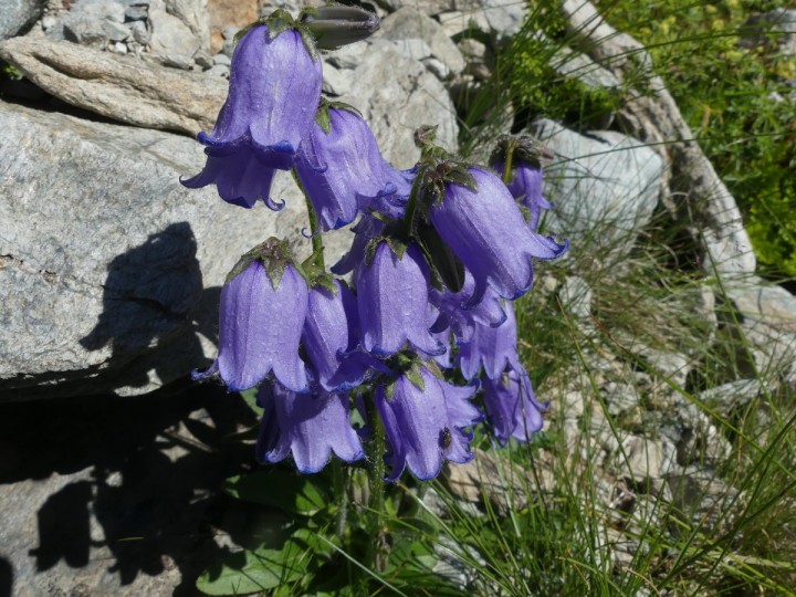 CimeJasse_2019-08-25_001_DR.JPG