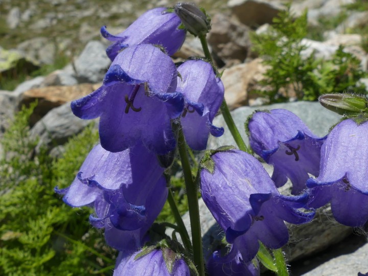 CimeJasse_2019-08-25_007_DR.JPG
