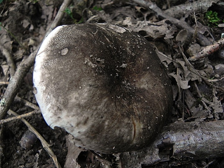 DSCN9634b.JPG