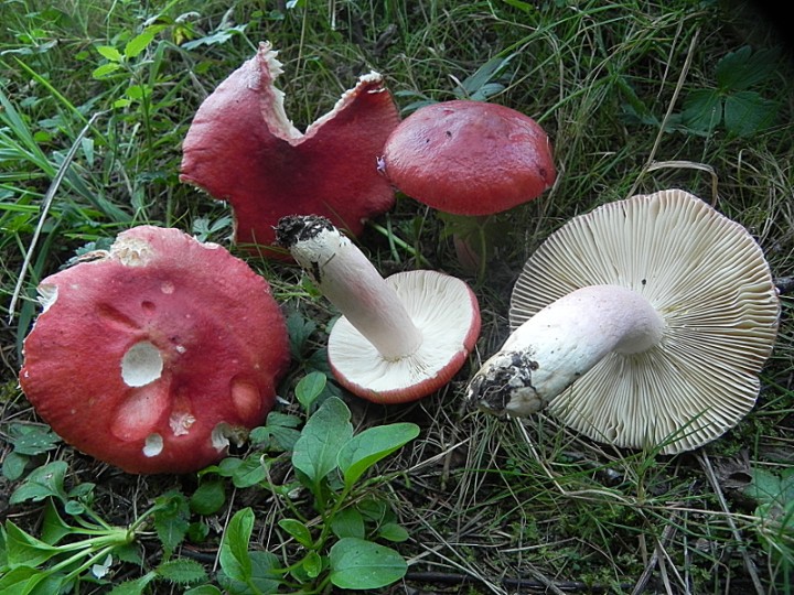 DSCN9629b.JPG