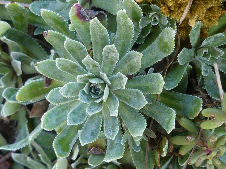 P1070085_DR.JPG