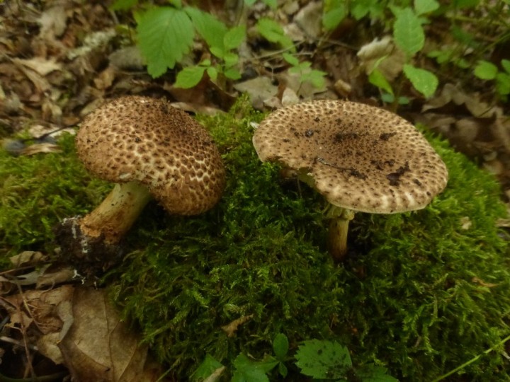 P1300120 Echinoderma asperum.JPG