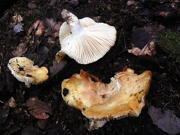 DSCN9717b.JPG