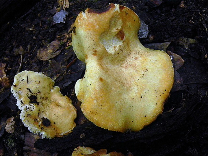 DSCN9719b.JPG