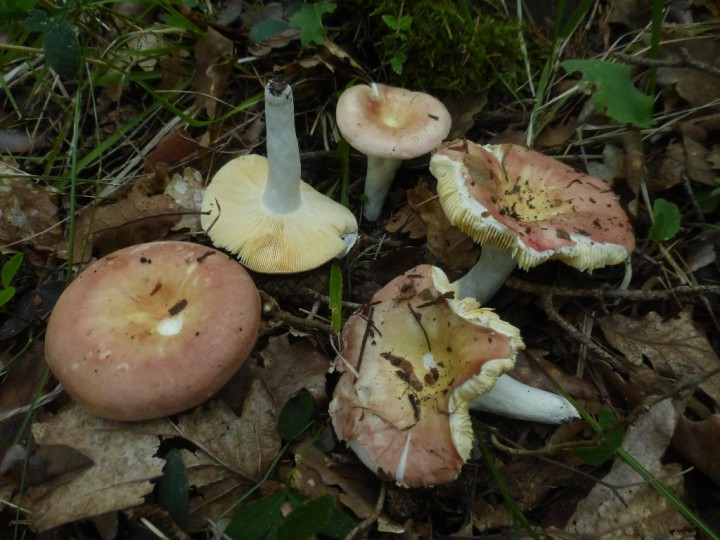 P1300151 Russula decipiens.JPG