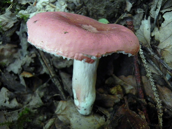 DSCN9747b.JPG