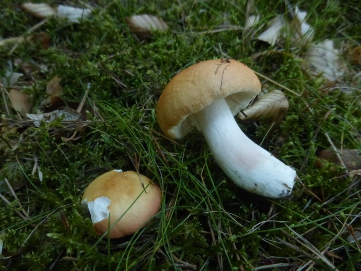 P1300158.JPG