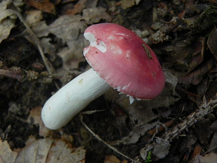 DSCN9738b.JPG