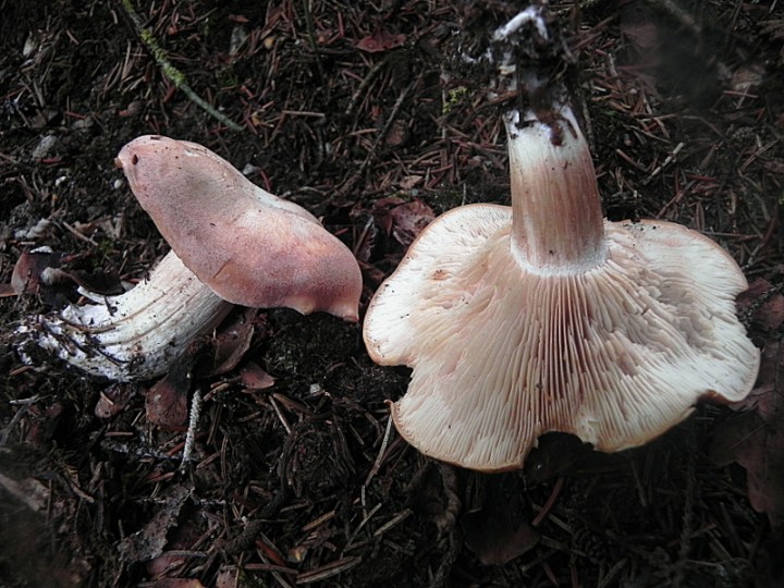 DSCN9762b.JPG
