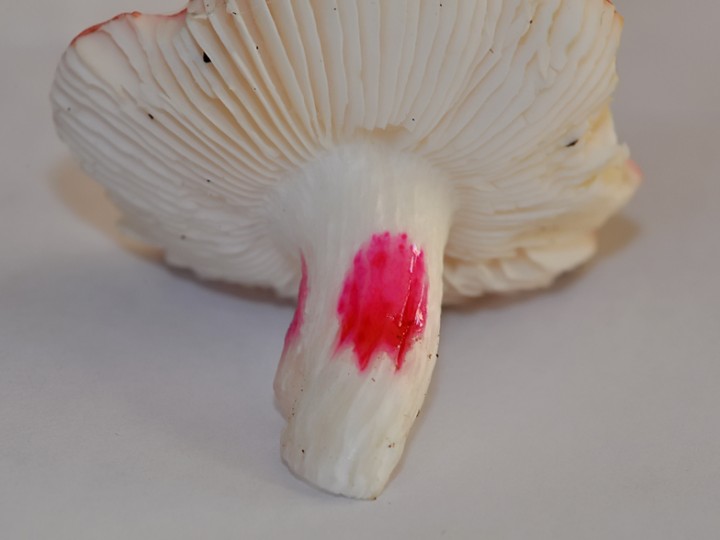 Russula_minutula_reaction_SV_1.jpg