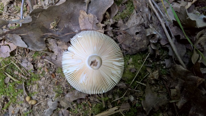 WP_20190905_18_06_11_Pro.jpg