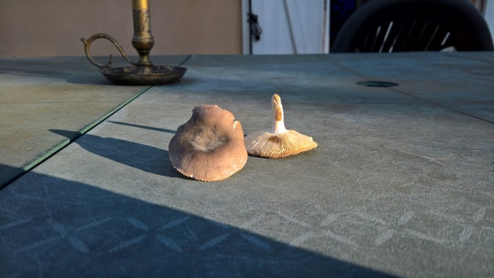 WP_20190906_18_48_50_Pro.jpg