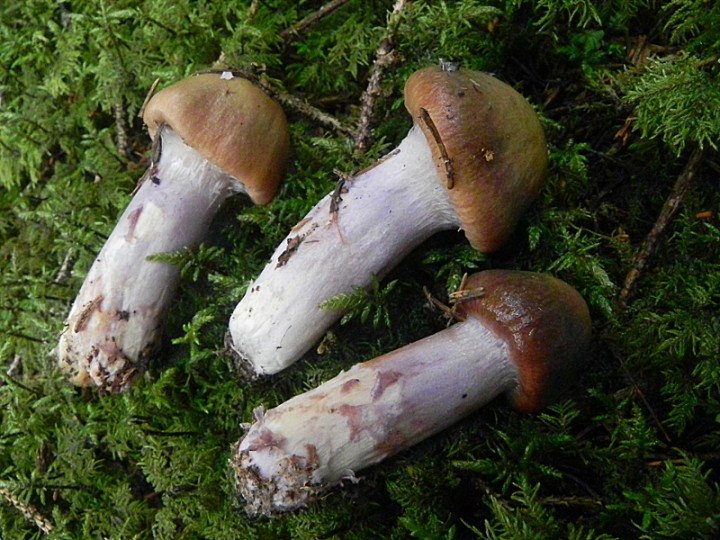 DSCN9694b.JPG