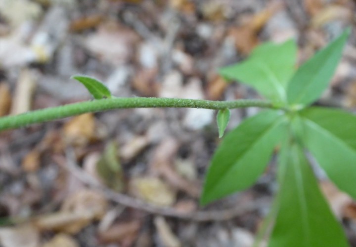 P1030416.JPG