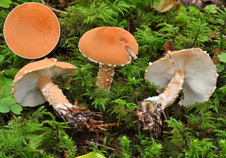 Cystoderma_granulosum_adnatifolia_Chamonix_2019.jpg