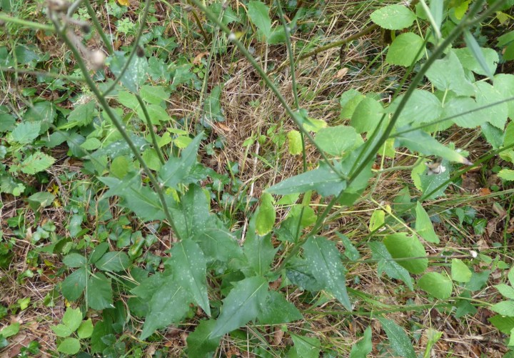 P1030563.JPG