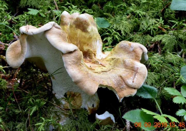 DSC_0779_01.JPG
