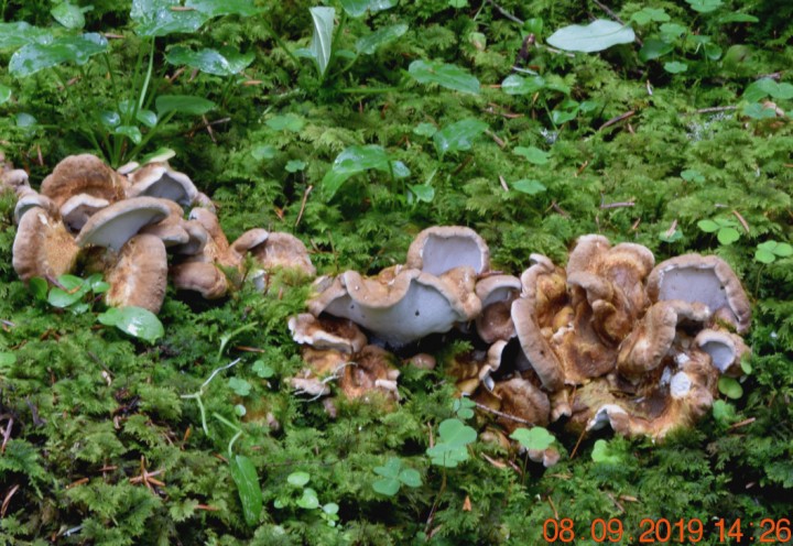 DSC_0787_01.JPG