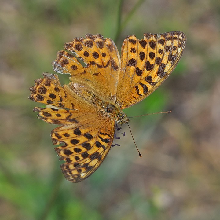 Melitaea_sp.jpg