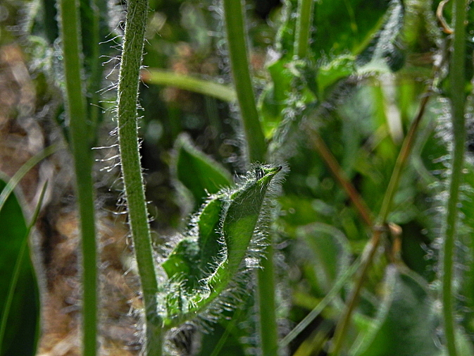 DSCN9027b.JPG