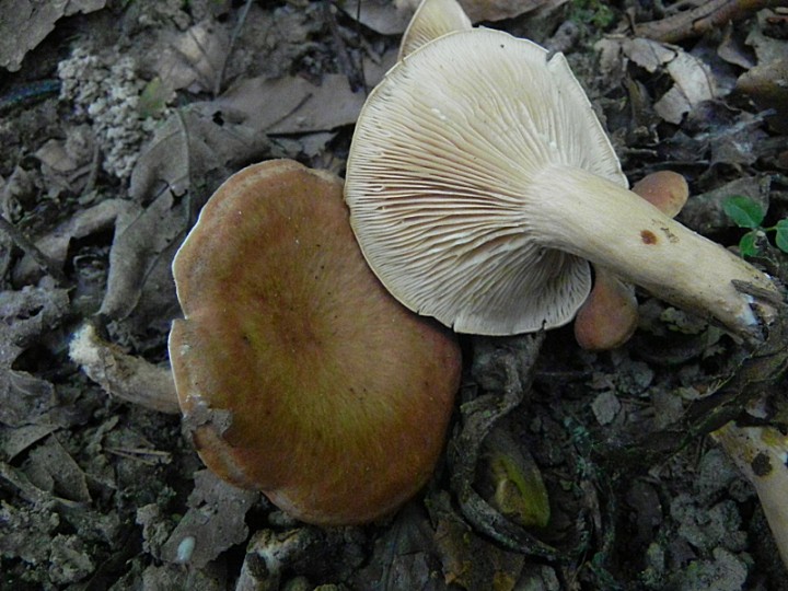 DSCN9856b.JPG