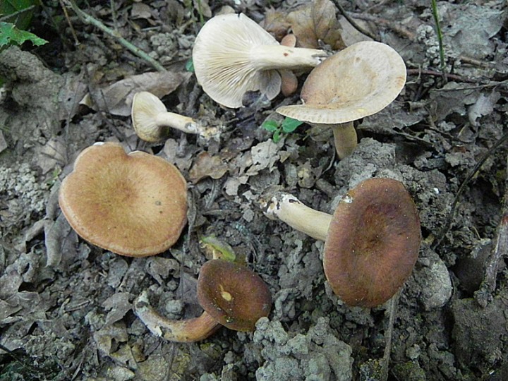 DSCN9854b.JPG