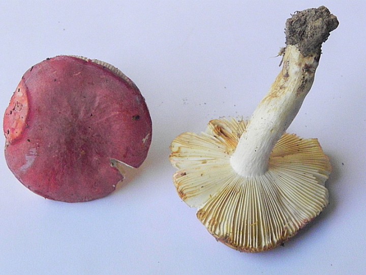 DSCN9893b.JPG