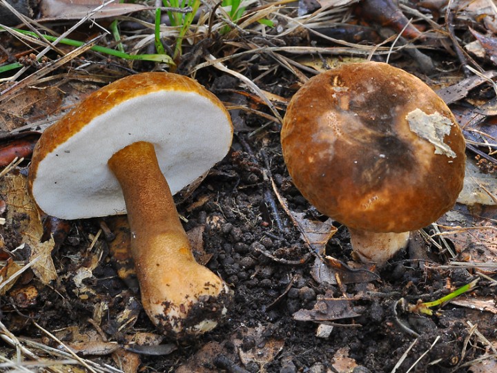 Gyroporus_castaneus.jpg