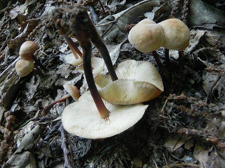 DSCN9886b.JPG