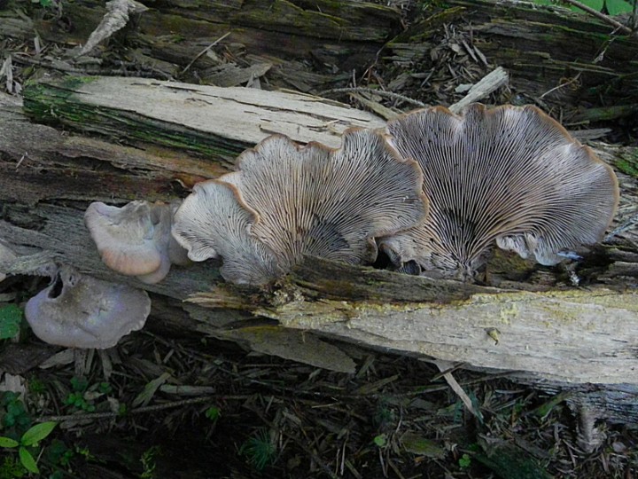 DSCN9931b.JPG