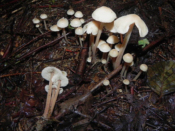 DSCN9558b.JPG