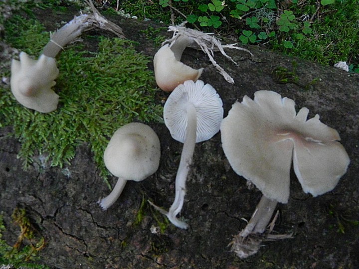 DSCN9938b.JPG