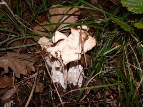 Helvelle crépue 2.JPG