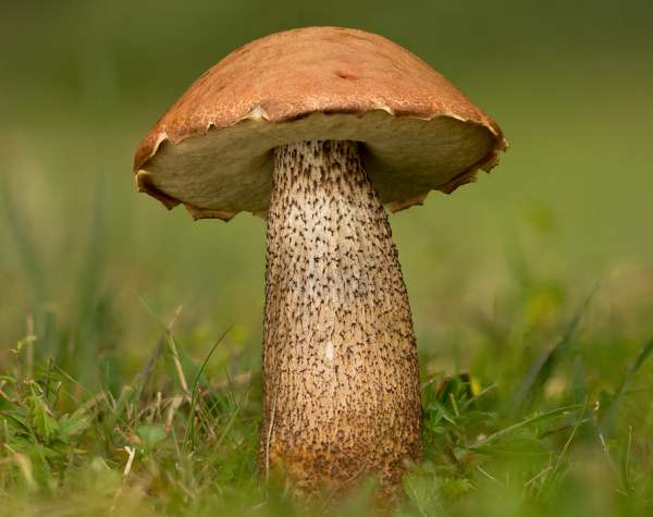 leccinum-versipelle7[1].jpg