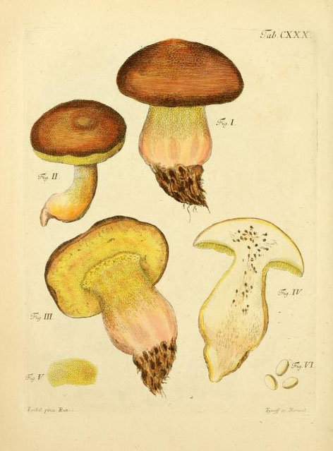 B.appendiculatus schaeffer 1774 ill.jpg