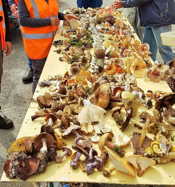 2019-09-08_Myco_1.jpg