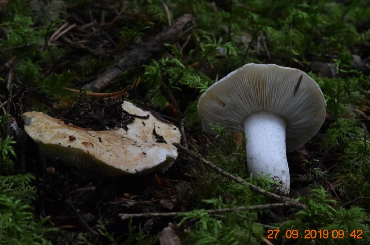 DSC_0832_01.JPG
