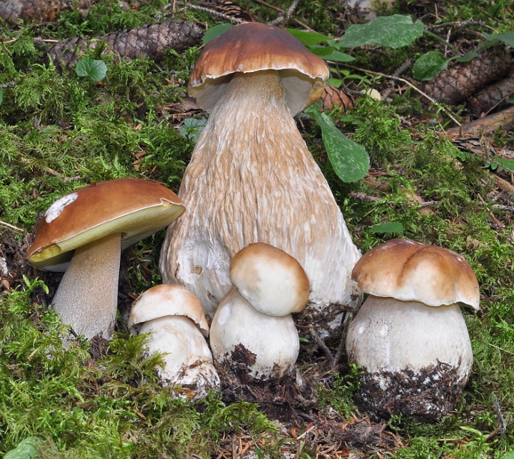 Boletus_edulis_Glieres_2019_1.jpg