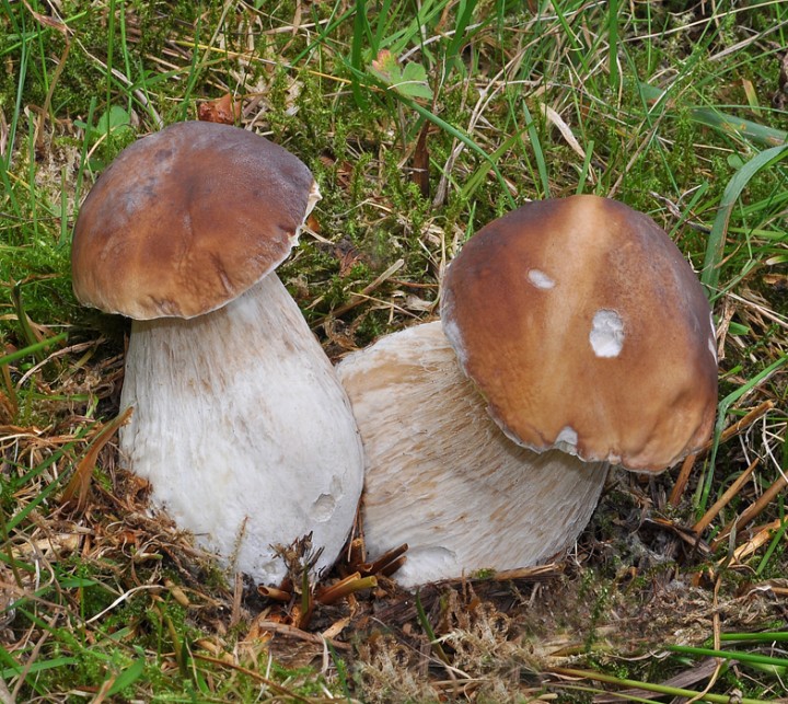 Boletus_edulis_Glieres_2019_2.jpg